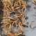 天然西藏纯冬虫夏草中药批一手货源量大忧惠