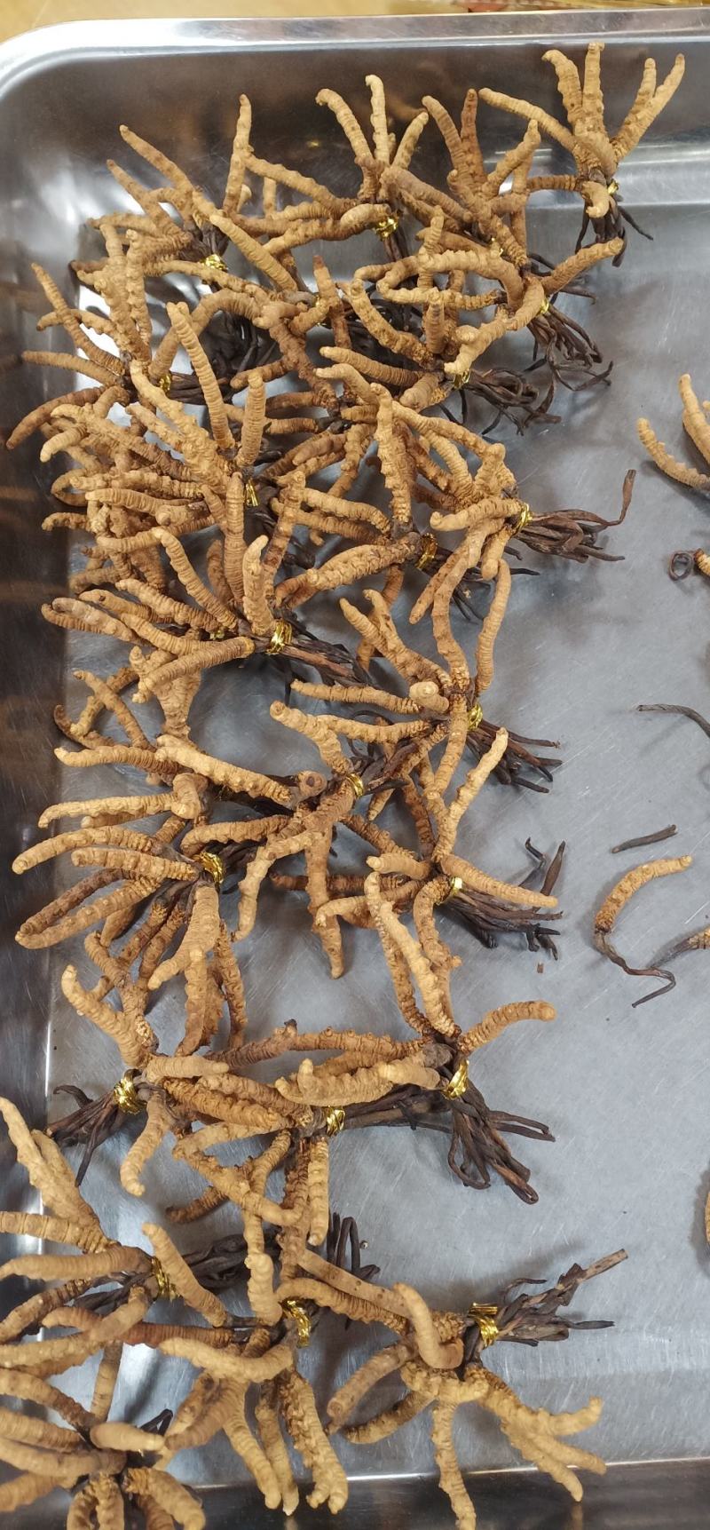 天然西藏纯冬虫夏草中药批一手货源量大忧惠