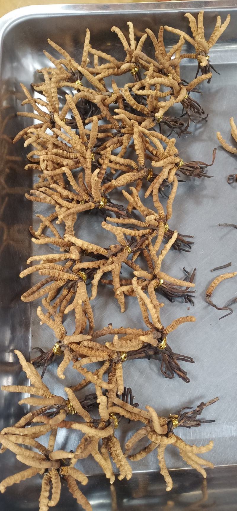 天然西藏纯冬虫夏草中药批一手货源量大忧惠