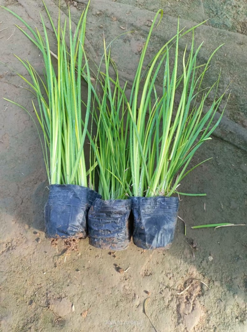 金叶石菖蒲观赏草绿化用苗基地自产自销量大价优