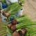金叶石菖蒲观赏草绿化用苗基地自产自销量大价优