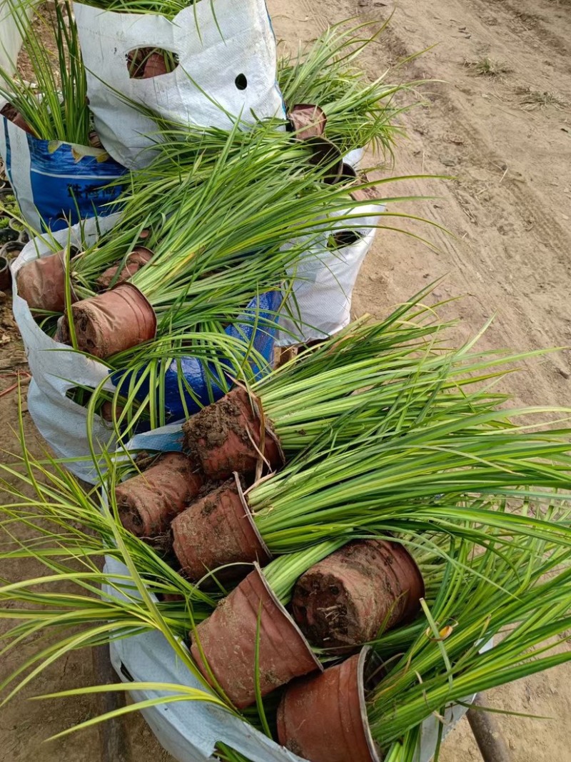 金叶石菖蒲观赏草绿化用苗基地自产自销量大价优