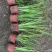 金叶石菖蒲观赏草绿化用苗基地自产自销量大价优