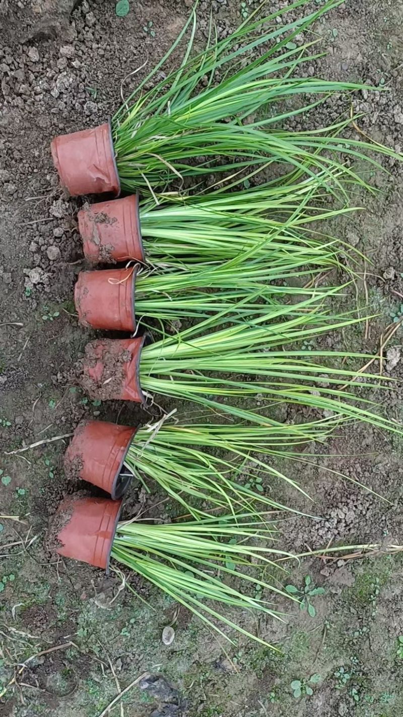 金叶石菖蒲观赏草绿化用苗基地自产自销量大价优