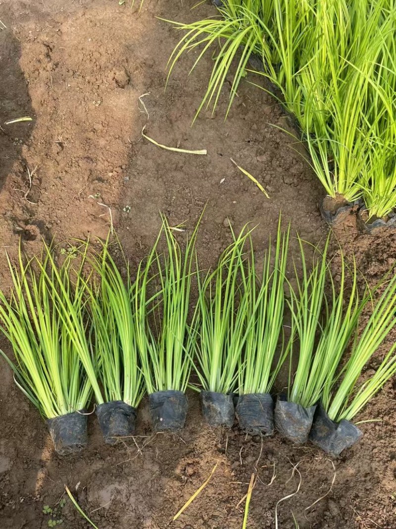 金叶石菖蒲观赏草绿化用苗基地自产自销量大价优