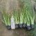 金叶石菖蒲观赏草绿化用苗基地自产自销量大价优