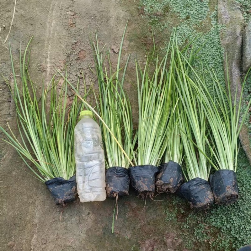 金叶石菖蒲观赏草绿化用苗基地自产自销量大价优