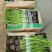 金叶石菖蒲观赏草绿化用苗基地自产自销量大价优