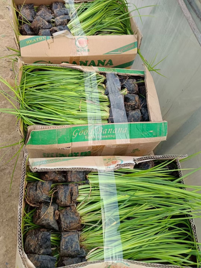 金叶石菖蒲观赏草绿化用苗基地自产自销量大价优
