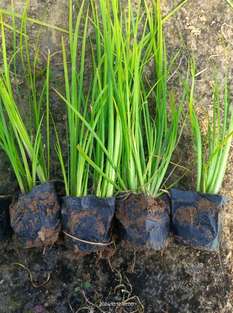 金叶石菖蒲观赏草绿化用苗基地自产自销量大价优