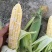 云南芒市遮放大量上市双色花甜玉米11月1号