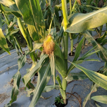 云南芒市遮放大量上市双色花甜玉米11月1号