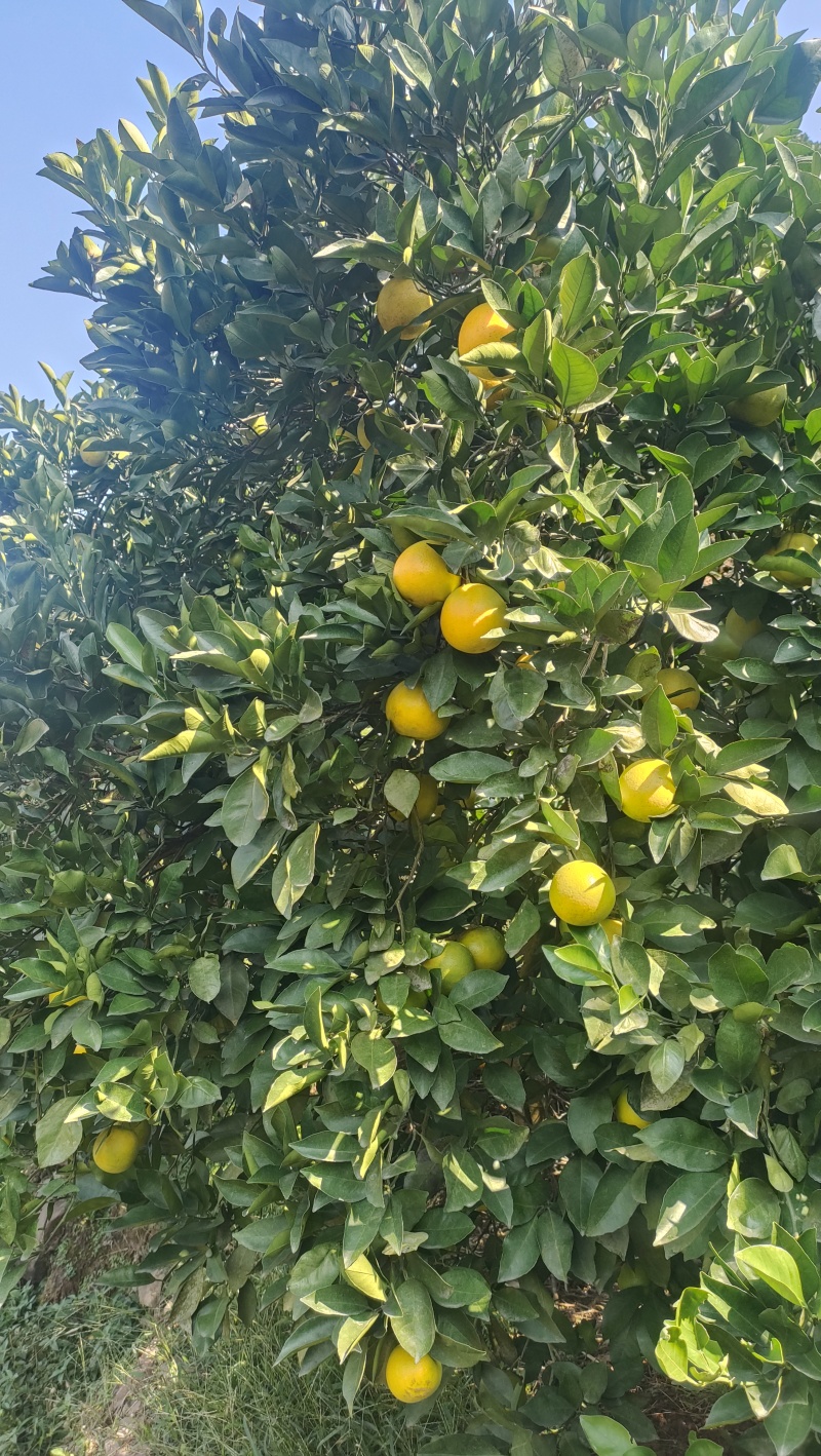 冰糖橙