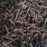 蒲公英蒲公英根茶用药用批发蒲公英根质量保证量大从优