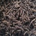 蒲公英蒲公英根茶用药用批发蒲公英根质量保证量大从优