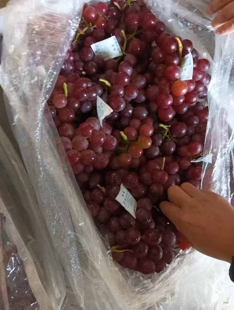 【推荐】精品巨峰葡萄供应市场商超电商品质保证量大价优