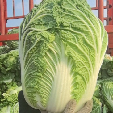 大颗型678910