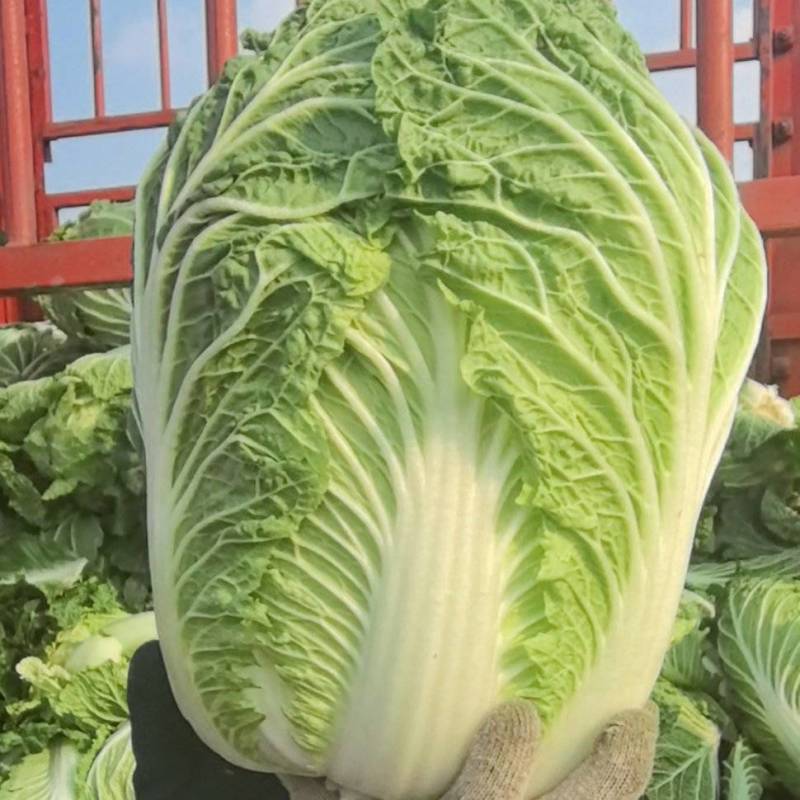 大颗型678910