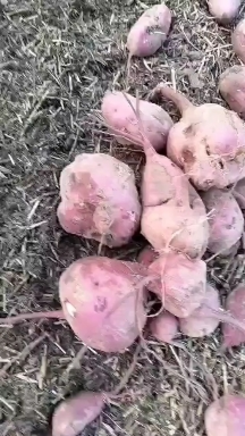 商薯19高淀粉红薯