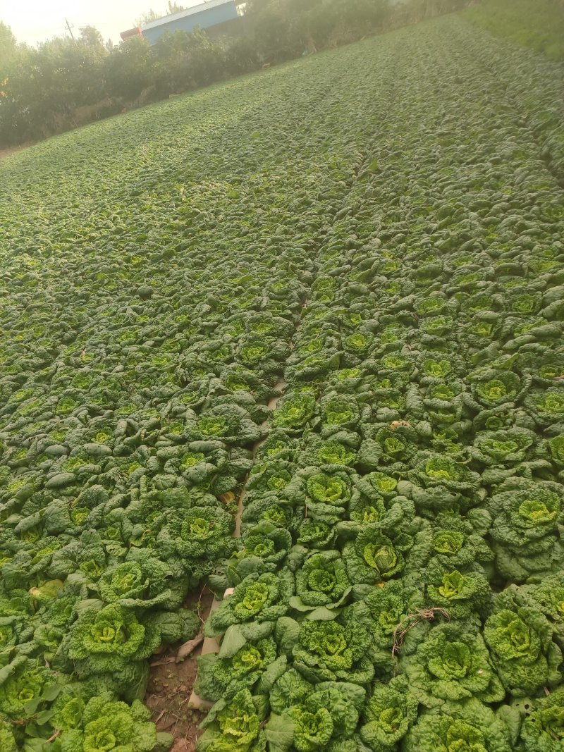 几百亩生菜黄心菜