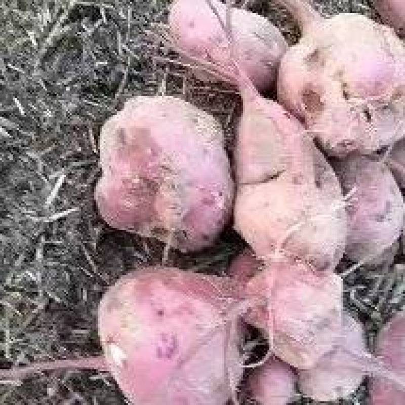 商薯19高淀粉红薯
