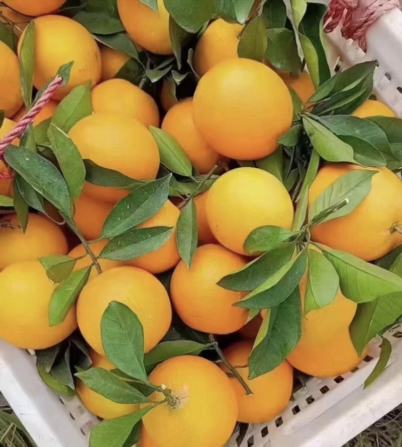 金堂脐橙大量上市一件代发只做代发