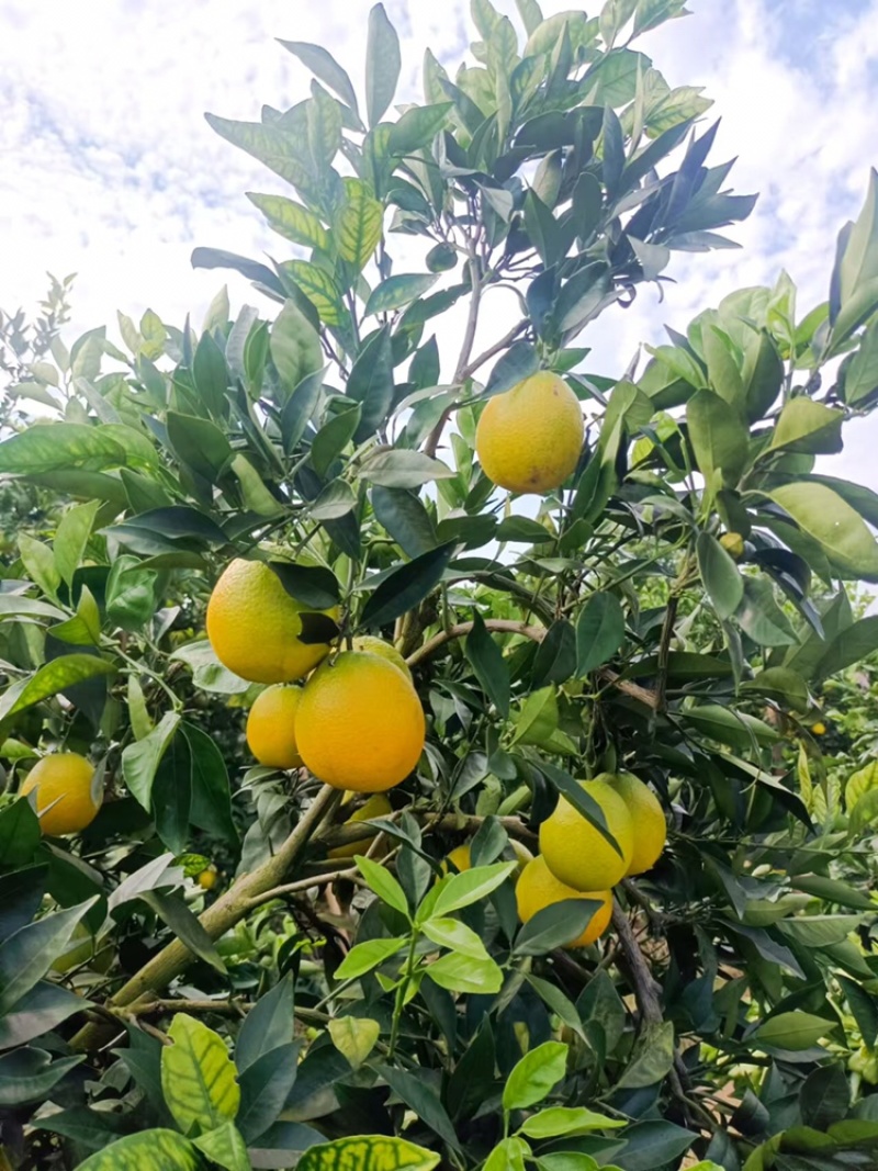 金堂脐橙大量上市一件代发只做代发