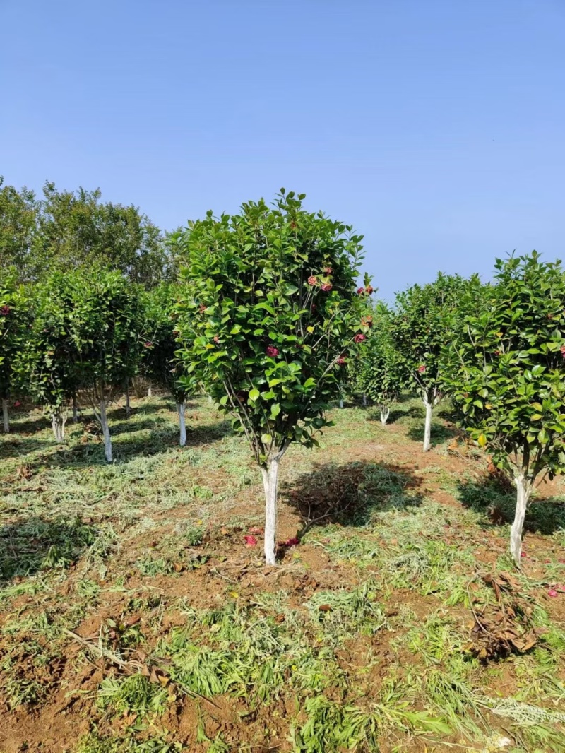 茶花2-5公分大量供应