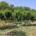 茶花2-5公分大量供应