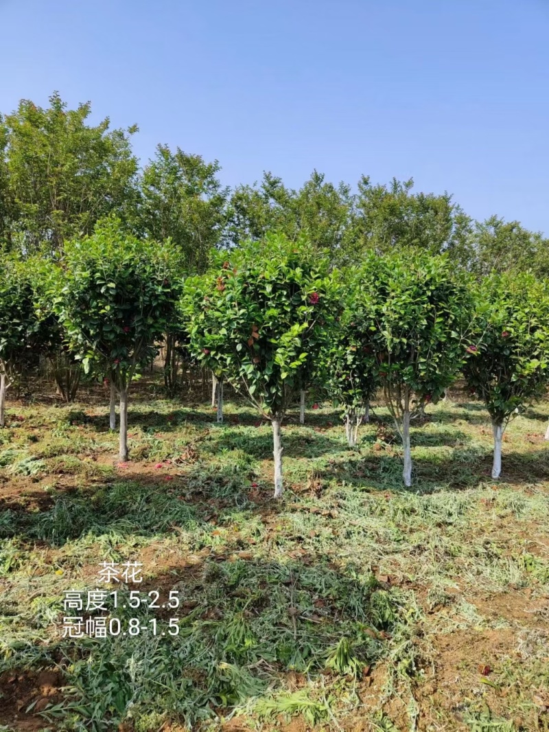 茶花2-5公分大量供应