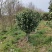 茶花2-5公分大量供应