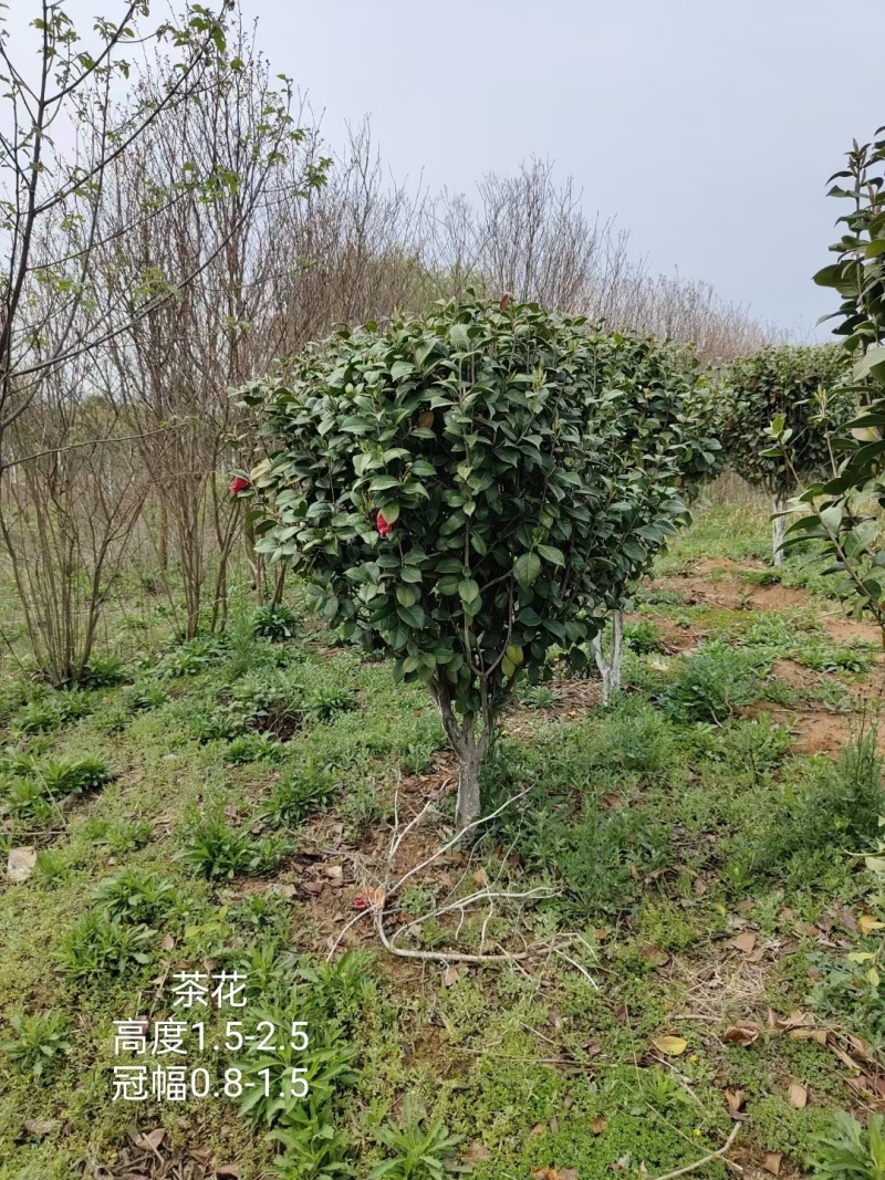 茶花2-5公分大量供应
