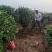 茶花2-5公分大量供应