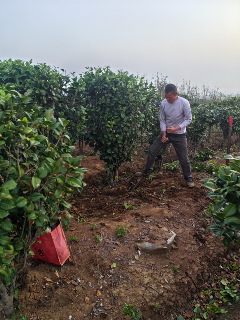 茶花2-5公分大量供应