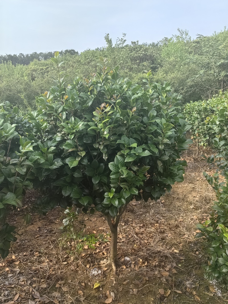 茶花2-5公分大量供应