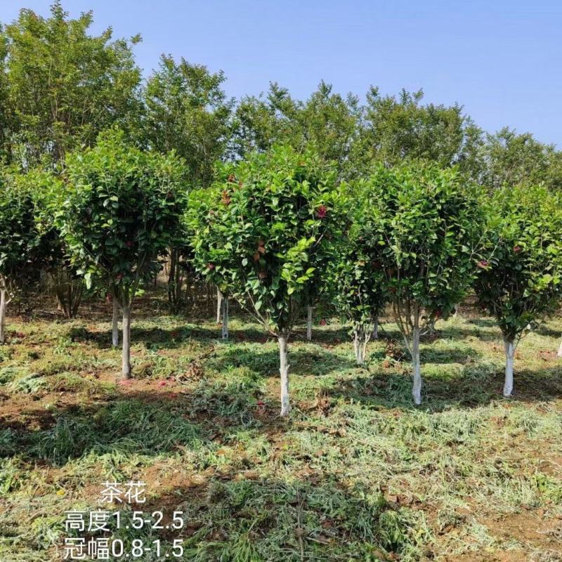茶花2-5公分大量供应