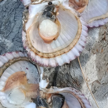 精品海湾扇贝，产地直发，一手货源，