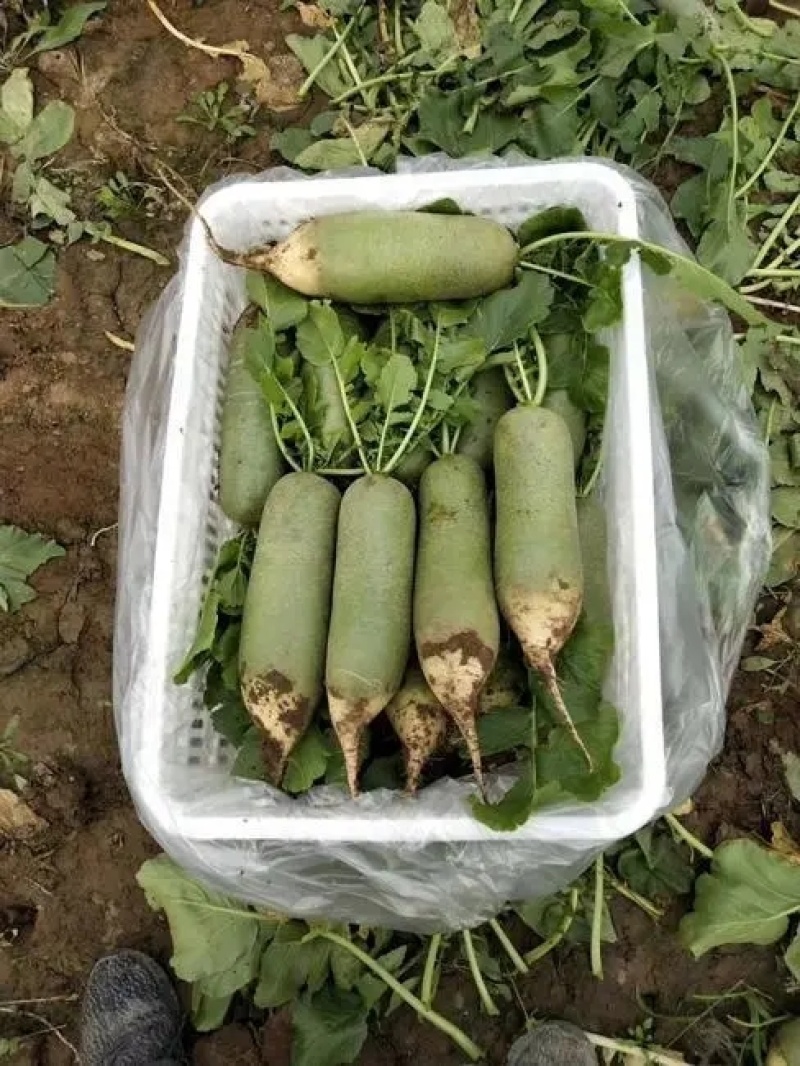 天津正宗小沙窝村萝卜