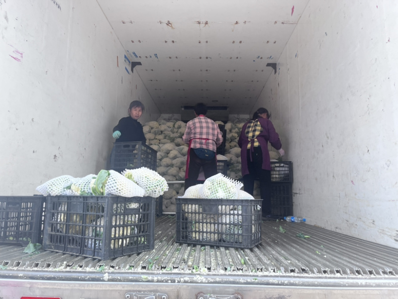 菜花产地货源量大从优可视频看货市场食堂均可