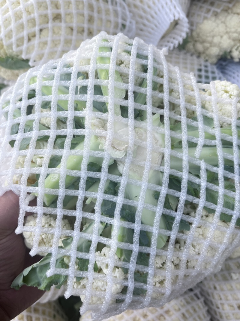 菜花产地货源量大从优可视频看货市场食堂均可