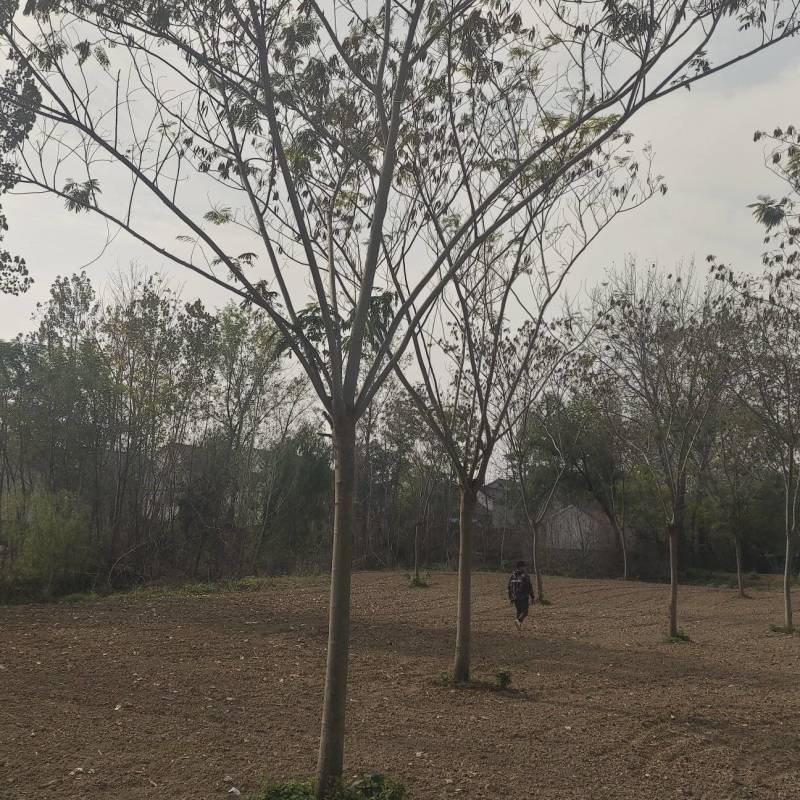 合欢小苗合欢小苗价格合欢小苗多少钱
