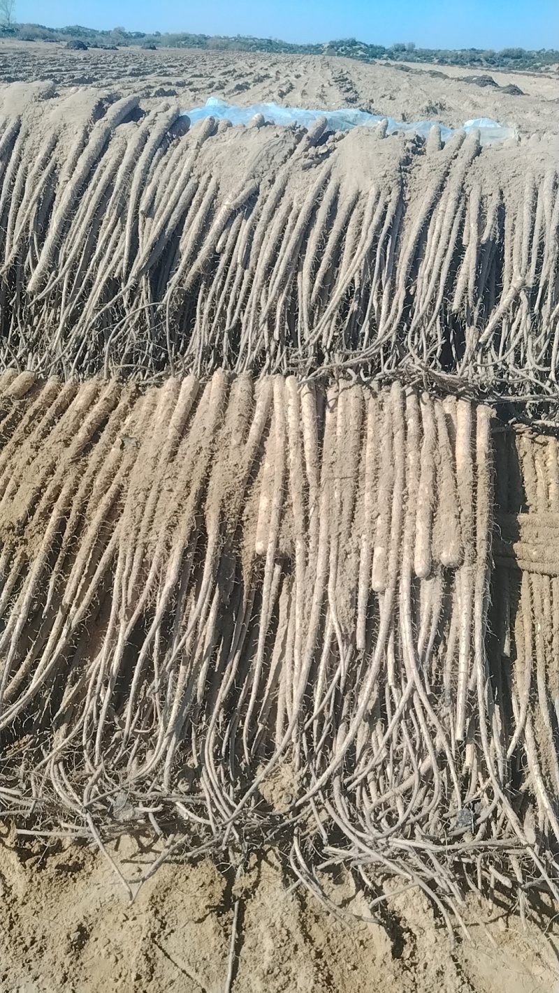 榆林紫药，白玉通货大量有货需要的老板联系