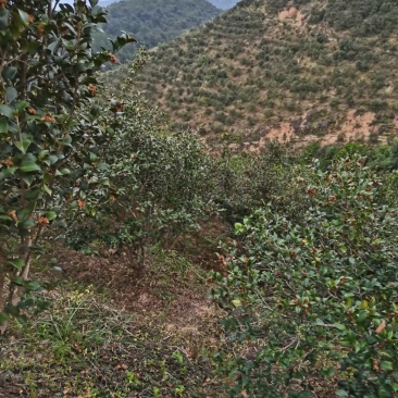 茶油果