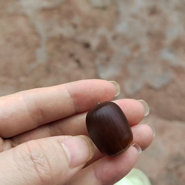橡子