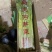 正宗平度马家沟芹菜可加工各种规格和各种礼盒