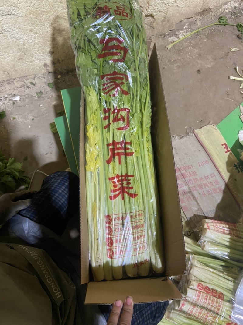 正宗平度马家沟芹菜可加工各种规格和各种礼盒