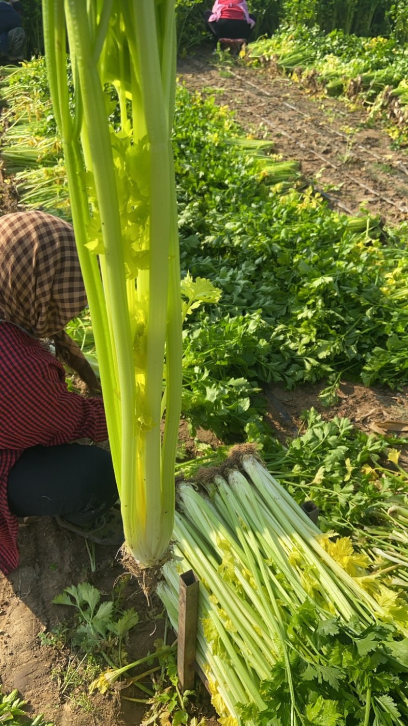 正宗平度马家沟芹菜可加工各种规格和各种礼盒