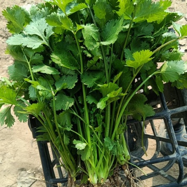 香菜大叶香菜产地直销量大质优价格优惠一手货源采购