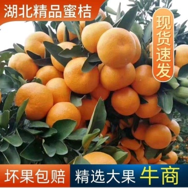 《湖北叶桔》精品小叶桔/湖北小叶桔/支持一件代发/便宜