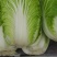 大白菜，0.5一斤整车走货